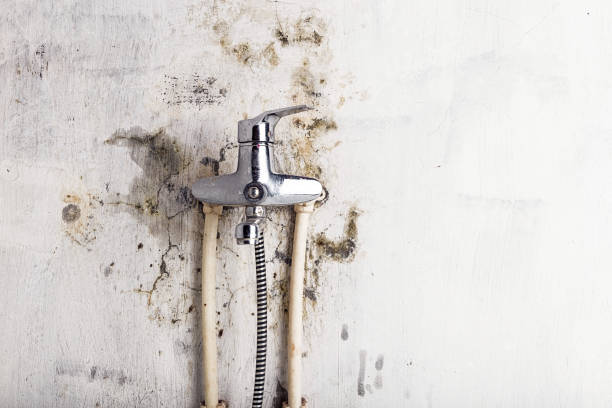 Best Commercial Mold Removal  in Goldstream, AK