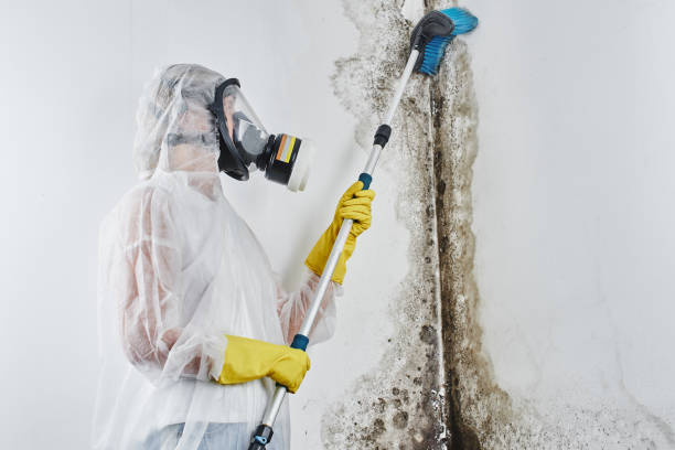 Best Same-Day Mold Removal  in Goldstream, AK