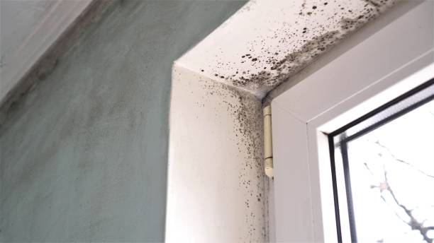 Best Certified Mold Removal  in Goldstream, AK