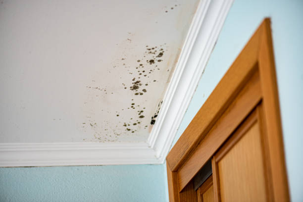 Best Mold Removal Company Near Me  in Goldstream, AK