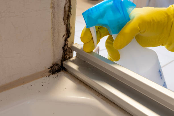 Best Mold Remediation  in Goldstream, AK