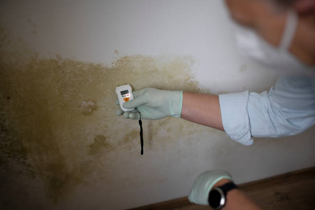 Best Mold Testing  in Goldstream, AK