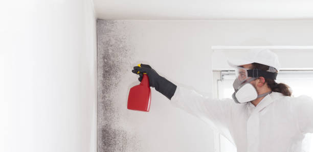 Best Residential Mold Removal  in Goldstream, AK