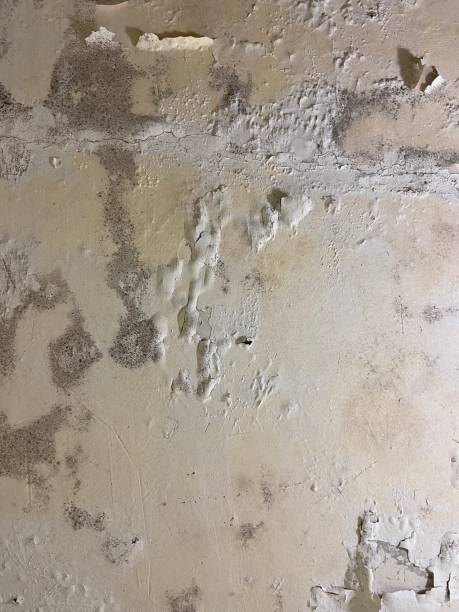 Best Fast Mold Removal  in Goldstream, AK