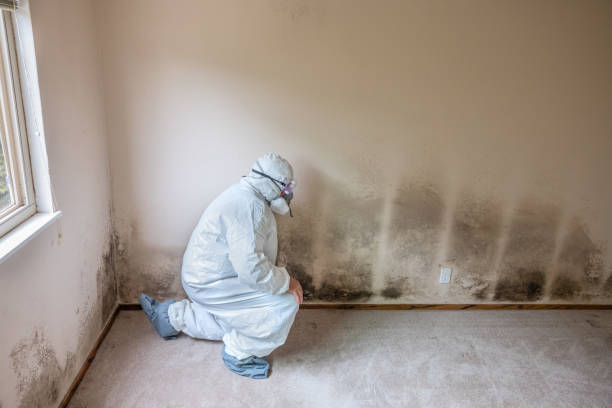 Best Black Mold Removal  in Goldstream, AK