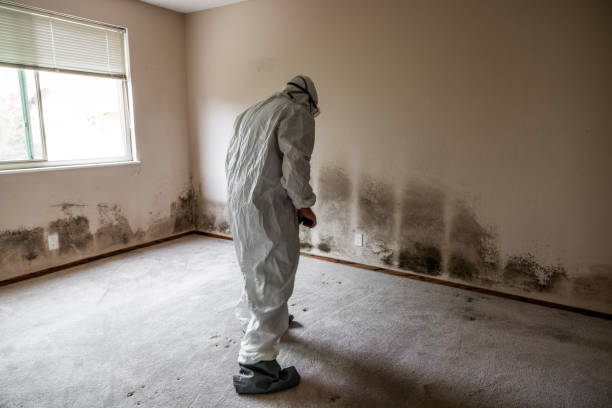 Goldstream, AK Mold Removal Company