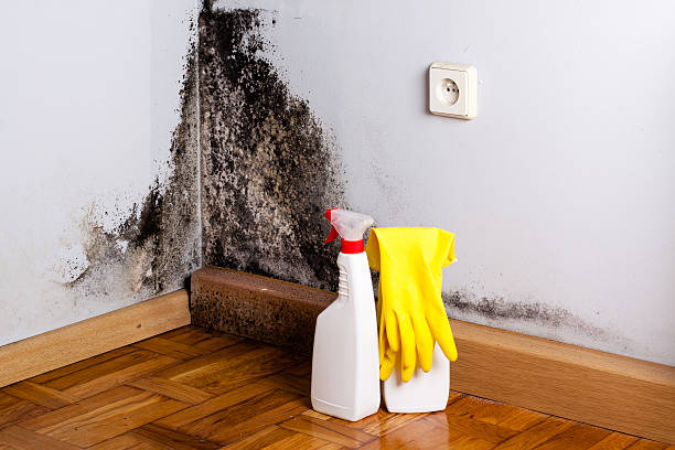 Best Mold Removal Near Me  in Goldstream, AK