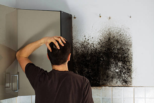 Best Certified Mold Removal  in Goldstream, AK